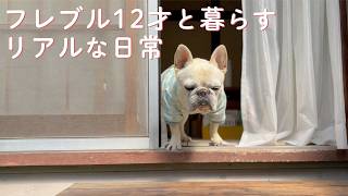 【平屋暮らし】老犬フレブルと小さな庭で穏やかに過ごす陽だまりの時間
