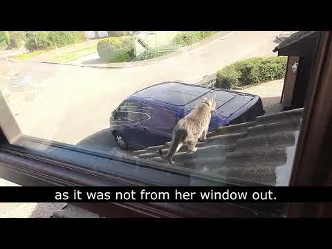 Two kitties on the rooftop feat. Grigio - Mr. Darcy, tuxedo cat