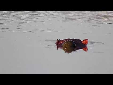 Djuma: Hippo head with Oxpecker and then Terrapin - 15:59 - 05/07/21