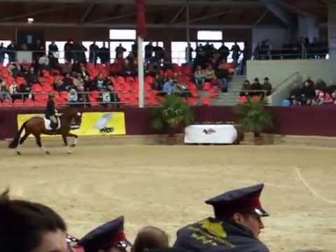 Bombastic unter dem Sattel Hengstpräsentation 2015 Neustadt/Dosse