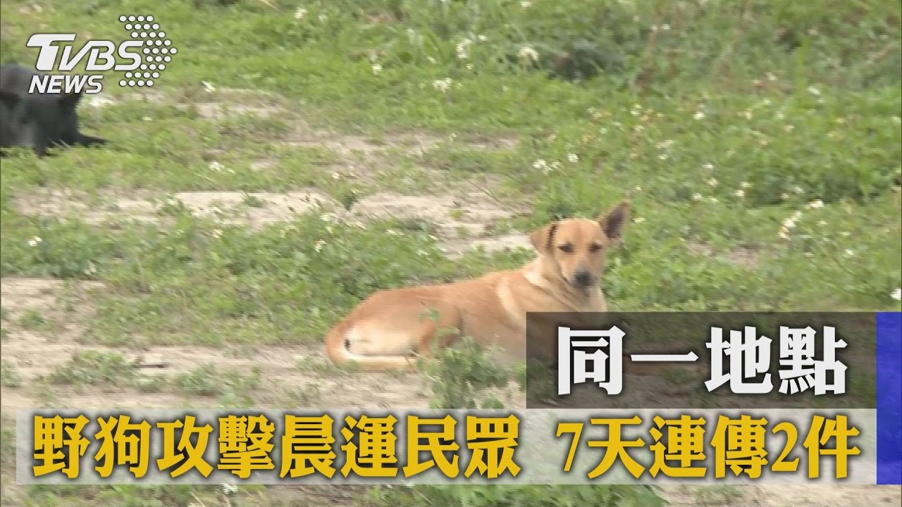 同一地點野狗攻擊晨運民眾！　7天連傳2件