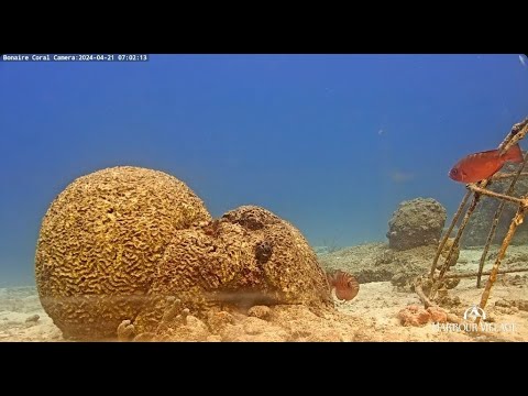 Harbour Village Bonaire Coral Reef