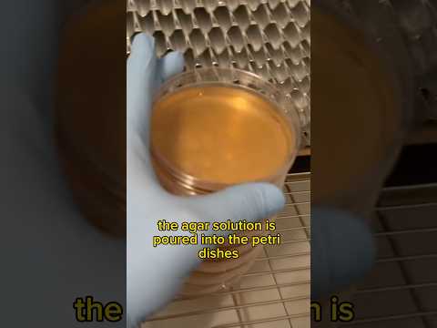 How to Make Agar Plates for Growing Mushrooms #shortsfeed #shortsvideo #growyourown #mushrooms