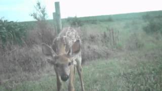 preview picture of video 'Fawn outside Story City, Iowa.'