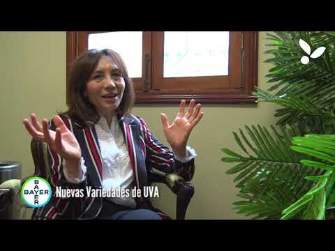 BAYER - Nuevas Variedades de UVA