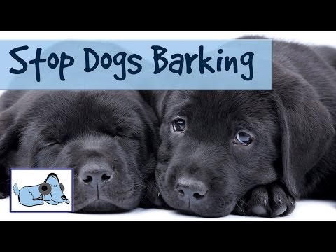 How to Stop Dogs Barking - Help Stop Your Dog From Barking with our Dog Music