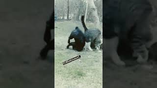 Cat vs Dog SmackDown #wwe