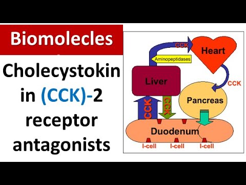 Cholecystokinin (CCK)-2 Receptor Antagonists Explained