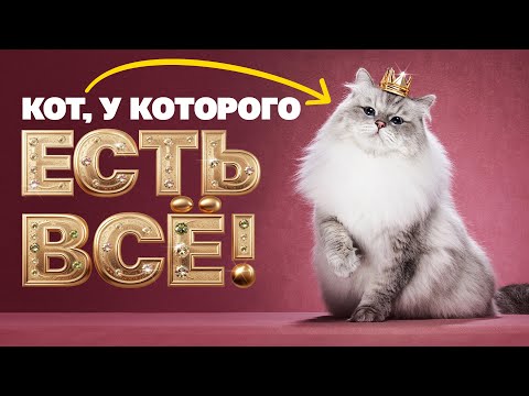 Как живет самый титулованный кот России?