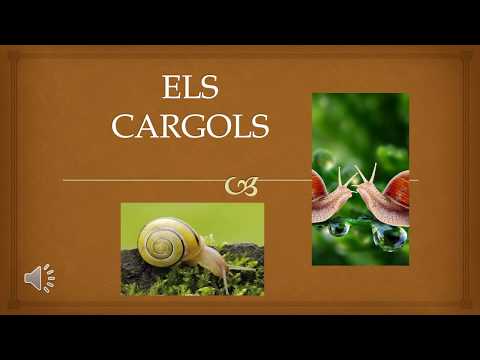 ELS CARGOLS