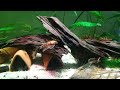 Lda16 Longfin Red Marbel