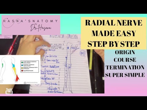 Radial Nerve EASY EXPLANATION full course in upper limb | Radial groove | Branches | simple