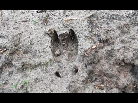 download lagu mp3 mp4 Buck Tracks, download lagu Buck Tracks gratis, unduh video klip Download Buck Tracks Mp3 dan Mp4 320kbps Gratis