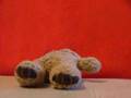 Mad Bear Bear Nap