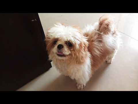 shih tzu puppies barking | angry shih tzu | Dog Barking