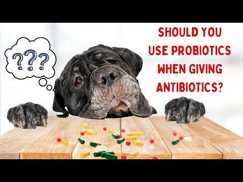 Should You Use Probiotics When Giving Antibiotics?