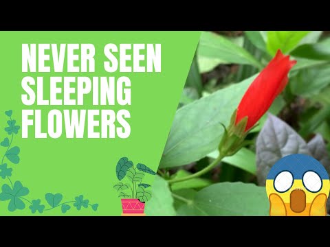 SLEEPING HIBISCUS 🌺 #sleepinghibiscus #hibiscus #jaswanti #jasud #hibiscus which never wakes