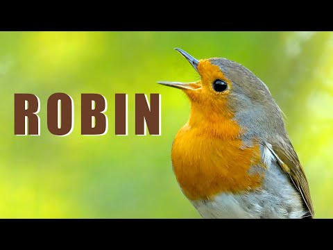 Bird sounds - ROBIN birds singing and chirping in the spring forest