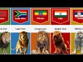 Lion From Different Countries Different Types Of Lion