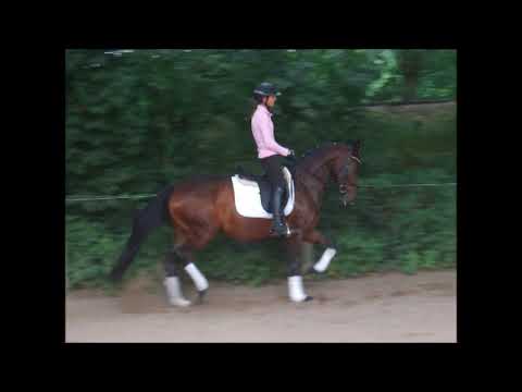 FILOU 43j. v. Fiderbach - Wolkenstein II - VB 9.000,- Euro