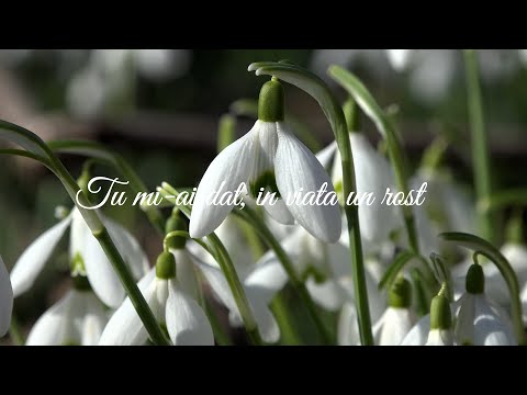 Roxana Budau - Salvator Taria mea ,,Muzica Crestina 2021”