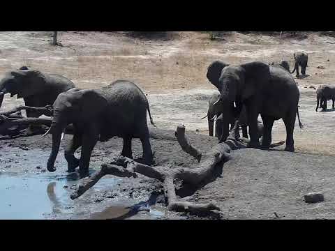Djuma: Elephant herd comes for a drink after feeding - 11:16 - 10/20/19