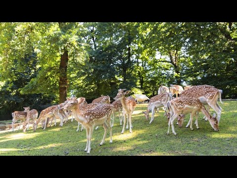PARCO PALLAVICINO🦌