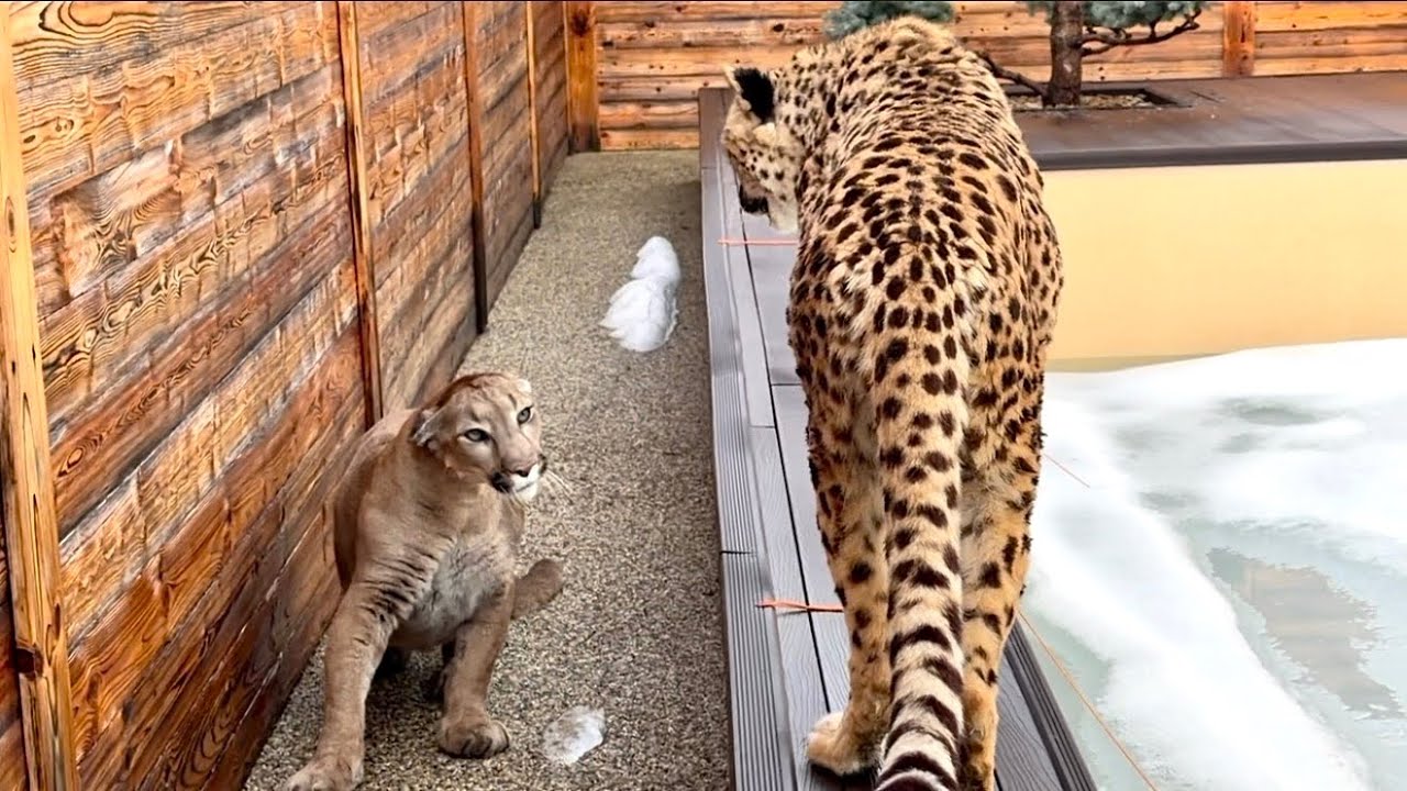 Это должно было случиться.. Первая драка Герды и Месси