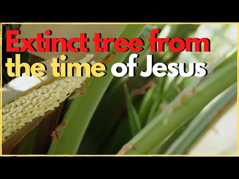 Extinct tree from the time of Jesus rises from the dead