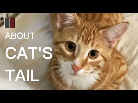 What Do You Know About Cat's Tail? | Functions of Cat’s Tail