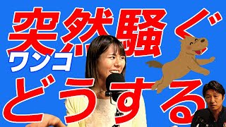 【愛犬のしつけ：すぐにできる　犬の問題の解決法】　行動分析のプロが！日常に出かける時に興奮して困るを解決