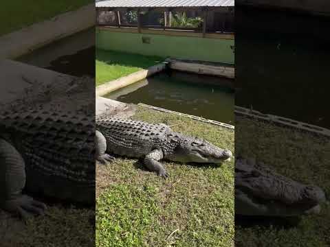 jacaré atacando seu cuidador no zoológico