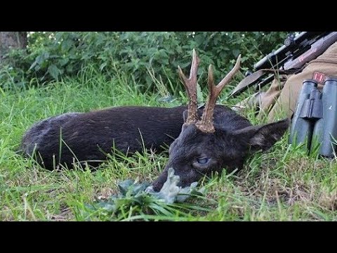Hunting for a black roebuck - Hunter Brothers
