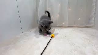 ブリティッシュショートヘアの動画01