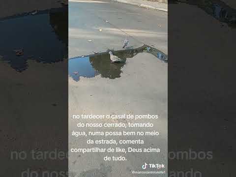 #anapolisgoias #skateboarding #skateboarding #auladeviolao #skate #caminhoparaumavidamelhor #pets