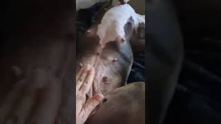Video preview image #1 Mutt Puppy For Sale in Rockville, MD, USA