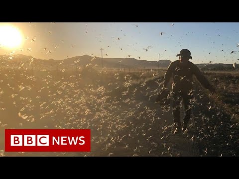 農民獵殺成群的蝗蟲 - BBC News (The farmers hunting down swarms of locusts - BBC News)