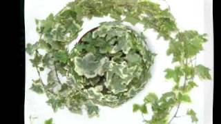 &quot;Decay&quot; Ivy (1995 - America)