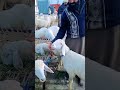 Zero Size Turkey Dumba Kids Rates Turkey Dumba Collection In Pakistan Talagang Dumba Mandi Update