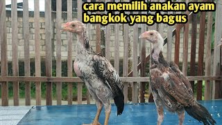 Download lagu Cara memilih anakan ayam bangkok yang bagus mp3 Download lagu Cara memilih anakan ayam bangkok yang bagus mp3