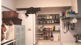 蝿が現れた日/Cat chasing a fly