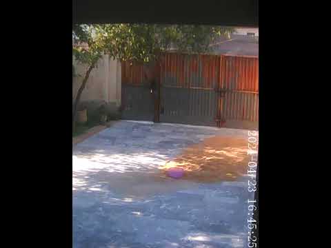 Cat doing the shit and burying it in the wheat 🌾