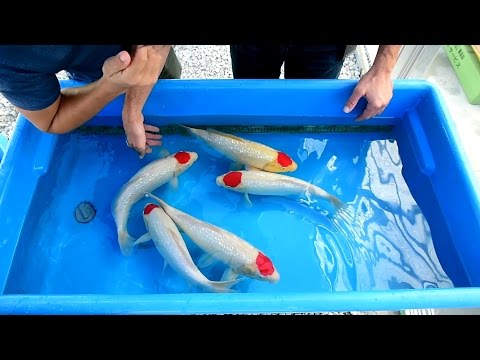 Modern Koi Blog #1068 - Varietät Ginrin Tancho Kohaku im Detail erklärt