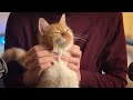1 Hour ASMR Cats Purring For Relaxation And Deep Sleep