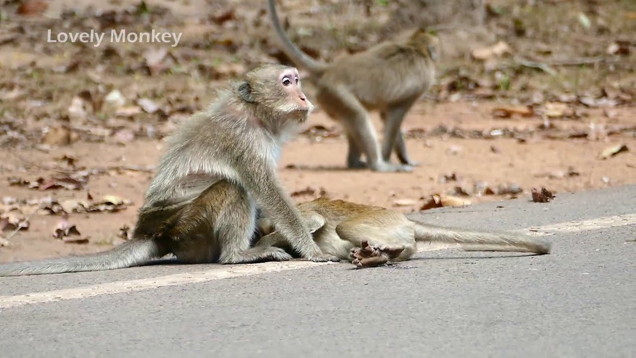 Chris Look Hurt By Road Traffic