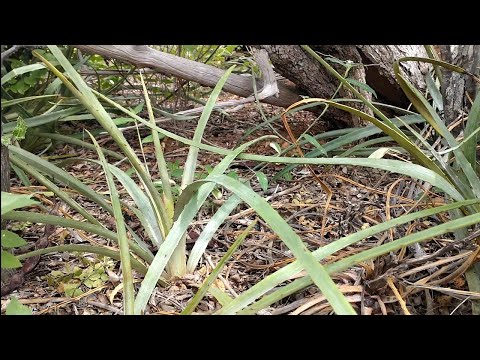 QUEM CONHECE O CARUÁ