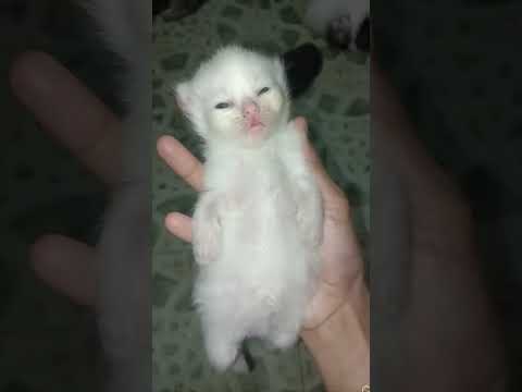 Anabul Berasa Boneka, Anak Kucing Gw Adem - Anaknya Cicilowoyo & Anaknya Lilu
