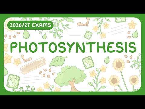 GCSE Biology - Photosynthesis (2026/27 exams)