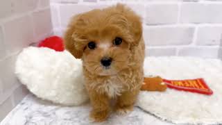 ハーフ犬の動画02