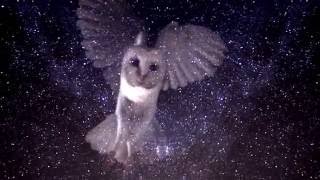 ANDERSON/STOLT - Know... (OFFICIAL VIDEO)